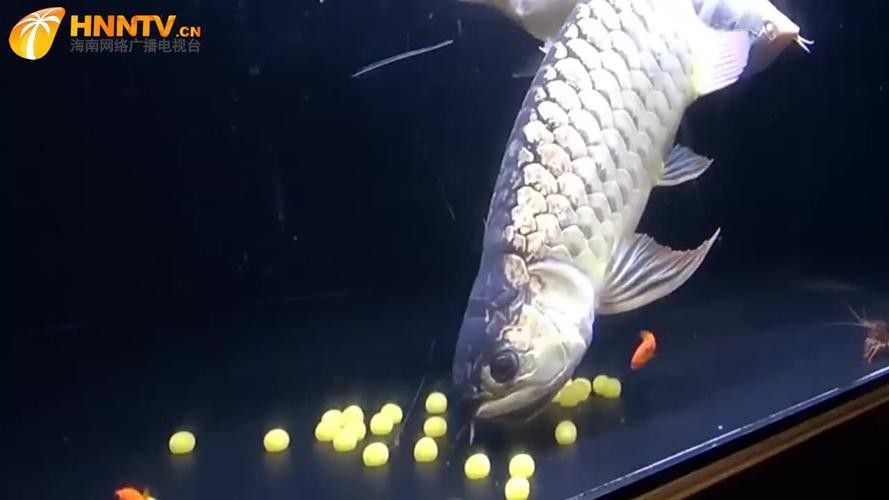 過背金龍魚成長過程圖片