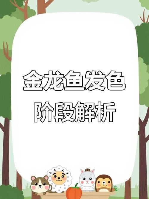 過背金龍魚成長過程圖片