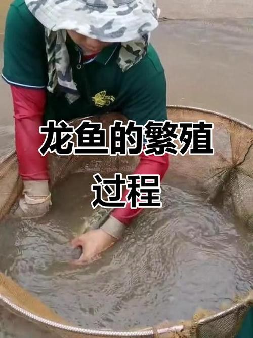過背金龍魚成長過程圖片