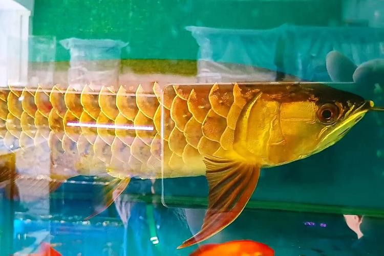 過背金龍魚成長過程圖片