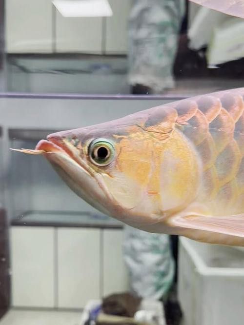 過背金龍魚成長過程圖片
