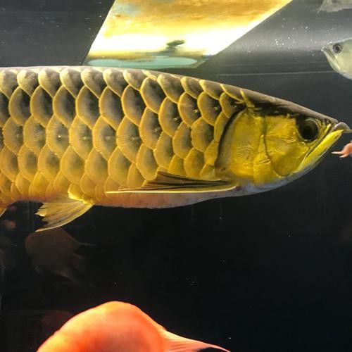 過背金龍魚成長過程圖片