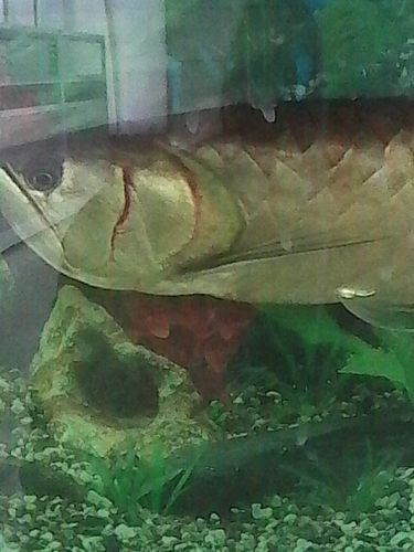 過背金龍魚成長過程圖片