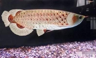 龍魚怎么吃好消化