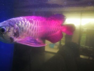 龍魚變黑怎么回事：如何預防龍魚變黑