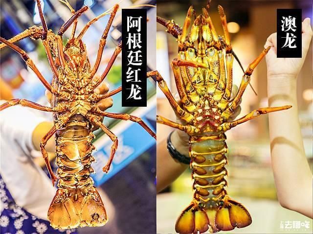 澳龍和紅龍的區別：澳龍與紅龍的價格通常高于紅龍蝦與紅龍的區別
