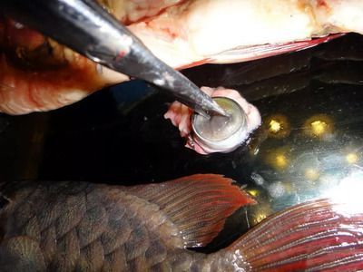 龍魚眼部疾病的常見類型：龍魚眼部疾病有哪些疾病：龍魚的眼部疾病有哪些