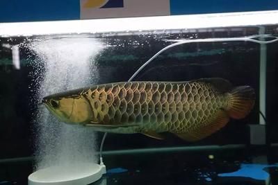 2024世界龍魚錦標賽事故視頻完整版（2024年世界龍魚錦標賽事故視頻完整版，網(wǎng)友戲稱價值可抵一套房） 2024世界龍魚錦標賽事故視頻完整版（2024年世界龍魚錦標賽事故視頻完整版，網(wǎng)友戲稱價值可抵一套房） 龍魚百科 第1張