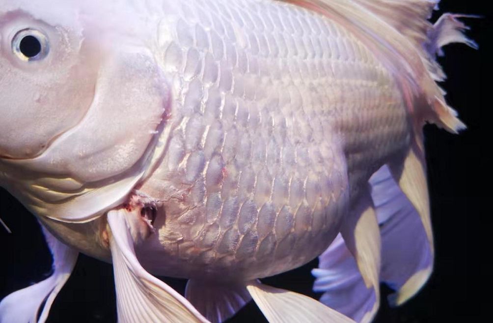 2024世界龍魚錦標賽事故視頻完整版（2024年世界龍魚錦標賽事故視頻完整版，網(wǎng)友戲稱價值可抵一套房） 2024世界龍魚錦標賽事故視頻完整版（2024年世界龍魚錦標賽事故視頻完整版，網(wǎng)友戲稱價值可抵一套房） 龍魚百科 第2張