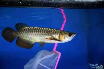 龍魚吃食咽不下去怎么辦吃什么藥：龍魚吃食咽不下去怎么辦