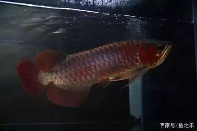 龍魚吃食咽不下去怎么辦吃什么藥：龍魚吃食咽不下去怎么辦