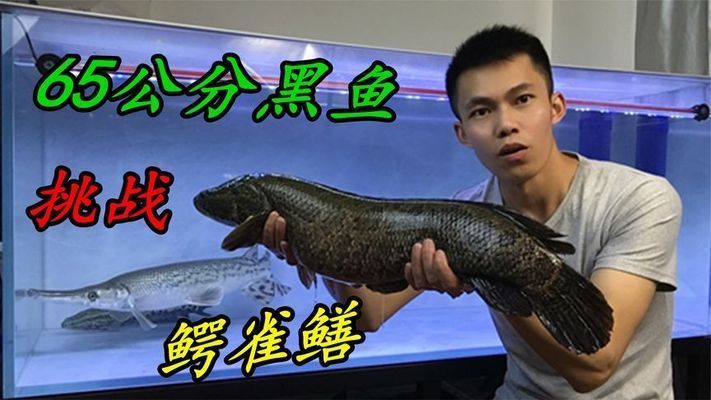龍魚和鱷雀鱔打架（龍魚與鱷雀鱔混養的最佳實踐）