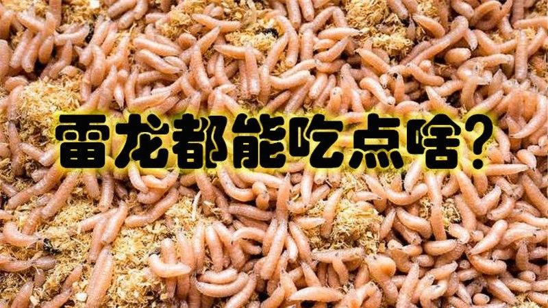 雷龍魚一天喂多少合適？