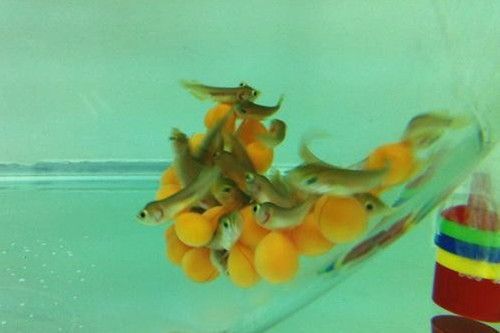 金龍魚4厘米魚苗價格多少：金龍魚4厘米魚苗的價格受到多種因素影響是受到多種因素影響