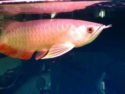 金龍魚偏食怎么辦【金龍魚偏食可能由多種原因造成，一、環(huán)境因素、環(huán)境因素】