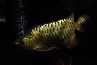 金龍魚偏食怎么辦【金龍魚偏食可能由多種原因造成，一、環(huán)境因素、環(huán)境因素】