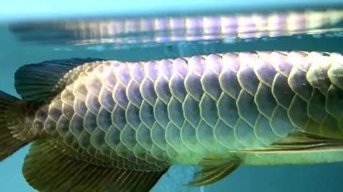 頂級過背金龍魚（過背金龍魚）