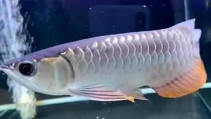 頂級過背金龍魚（過背金龍魚）