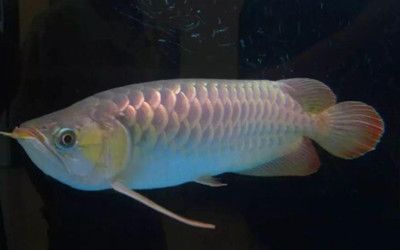 龍魚浮背是什么原因造成：龍魚浮背可能由多種因素引起，