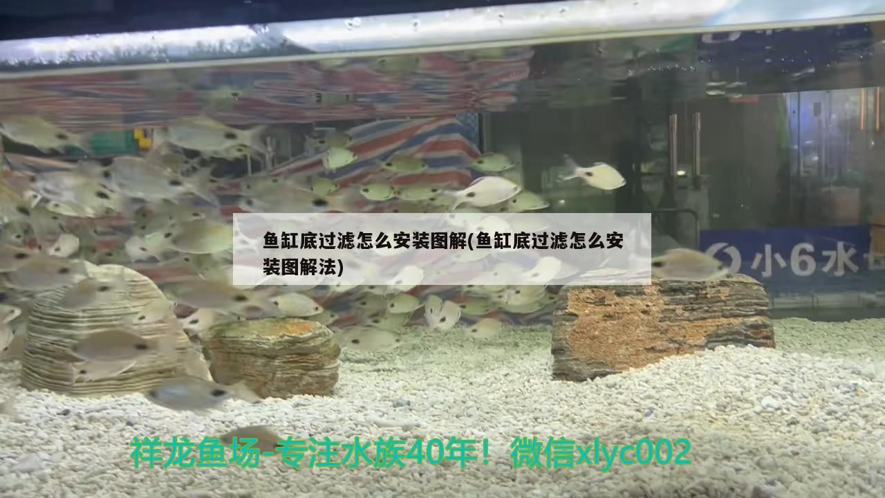紅龍魚和金龍魚混養開什么燈好呢圖片：金龍魚和紅龍魚一起養燈怎么配置
