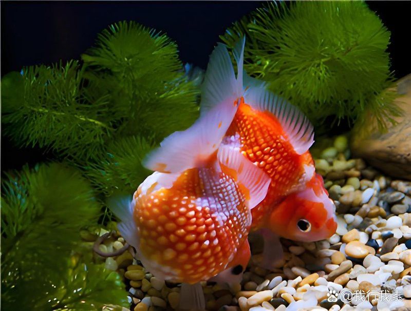 金龍魚鱗片變異會自愈嗎？