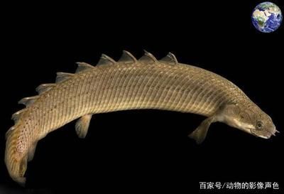 和龍魚長得像的魚叫什么（與銀龍魚極其相似的一種龍魚叫什么）