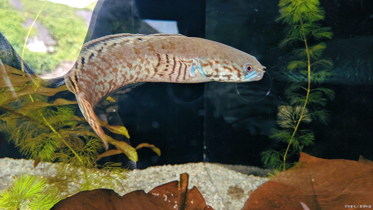 如何區分廣東野生雷龍魚的雌雄？