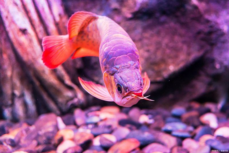 如何區分廣東野生雷龍魚的雌雄？