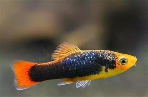 紅龍魚(yú)品種,有哪些（紅龍魚(yú)品種,有哪些品種）