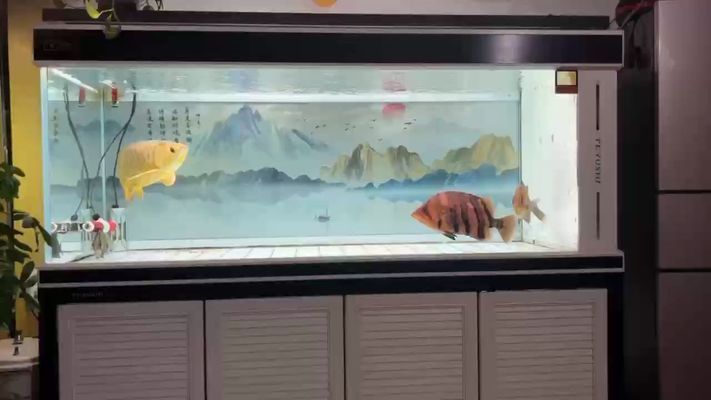 金龍魚養(yǎng)了兩年多了不怎么長（金龍魚不長的原因及解決方案）