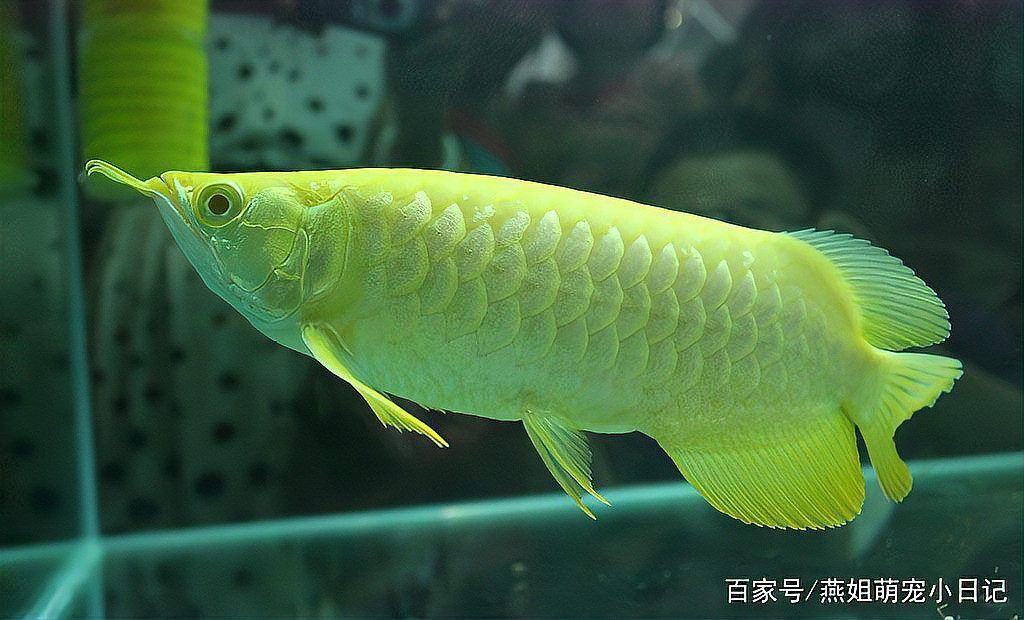 金龍魚寄生蟲感染的癥狀有哪些