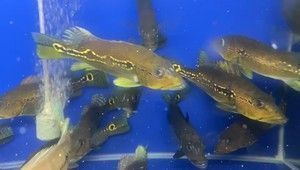 帝王三間能和銀龍魚混養(yǎng)嗎（如何預(yù)防帝王三間和銀龍魚混養(yǎng)成功）