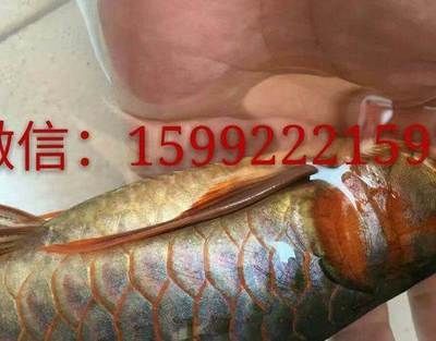 龍魚入新缸多久可以換水：龍魚入新缸后多久可以換水