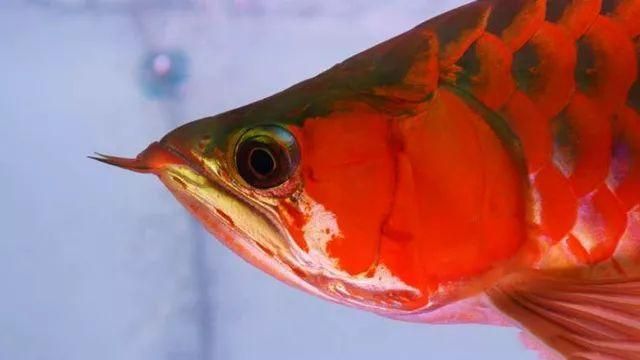 龍魚有沒有刺：如何挑選無刺龍魚，龍魚刺的烹飪技巧，龍魚刺的安全處理方法