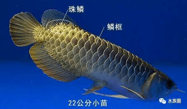 龍魚有沒有刺：如何挑選無刺龍魚，龍魚刺的烹飪技巧，龍魚刺的安全處理方法