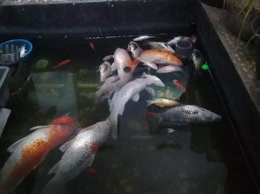 賣龍魚的網站：龍魚養殖技巧分享：水族箱造景設計教程,龍魚疾病預防指南