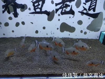 賣龍魚的網站：龍魚養殖技巧分享：水族箱造景設計教程,龍魚疾病預防指南
