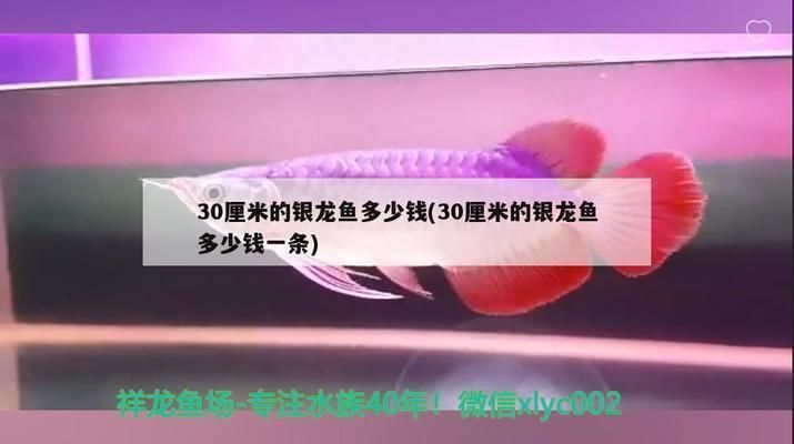 賣龍魚的網站：龍魚養殖技巧分享：水族箱造景設計教程,龍魚疾病預防指南