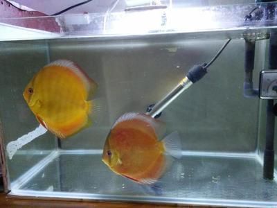 賣龍魚的網站：龍魚養殖技巧分享：水族箱造景設計教程,龍魚疾病預防指南