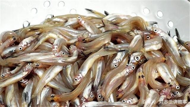 銀鼓魚苗早期發(fā)育期管理：如何有效的進行銀鼓魚苗的早期發(fā)育期管理