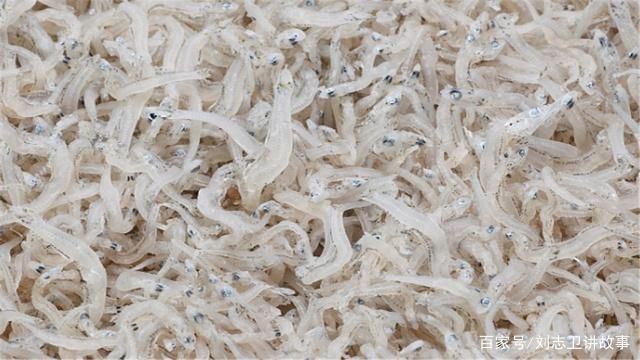 銀鼓魚苗早期發(fā)育期管理：如何有效的進行銀鼓魚苗的早期發(fā)育期管理