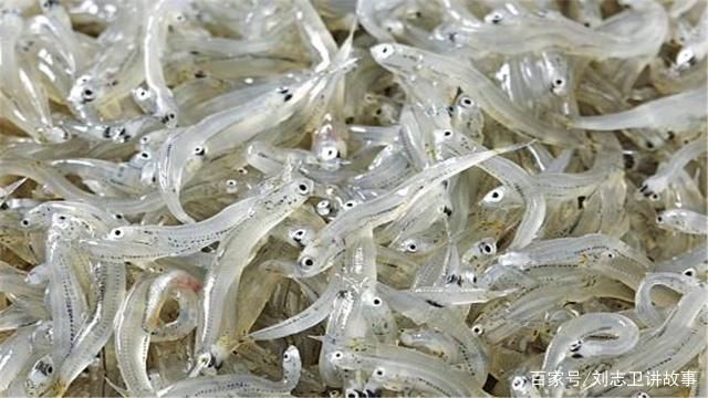 銀鼓魚苗早期發(fā)育期管理：如何有效的進行銀鼓魚苗的早期發(fā)育期管理