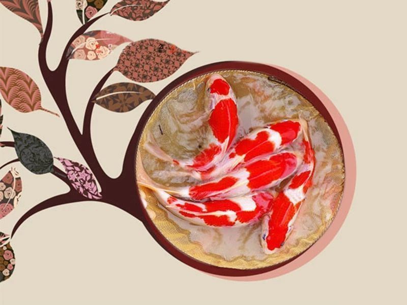 錦鯉紅斑病圖片