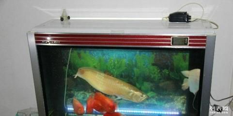 銀龍魚60公分（銀龍魚60公分的價格大概在300-500元之間）