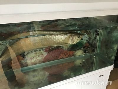 銀龍魚60公分（銀龍魚60公分的價格大概在300-500元之間）