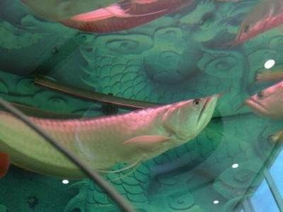 銀龍魚60公分（銀龍魚60公分的價格大概在300-500元之間）