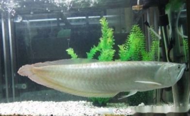 龍魚不正常的表現：如何判斷龍魚的健康狀態