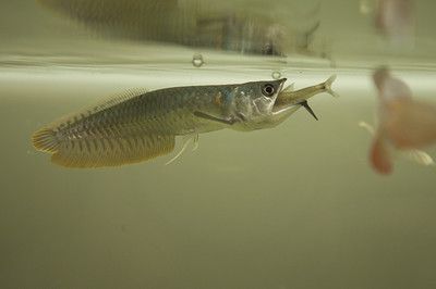 龍魚不正常的表現：如何判斷龍魚的健康狀態