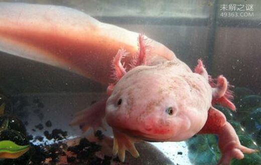 龍魚不正常的表現：如何判斷龍魚的健康狀態