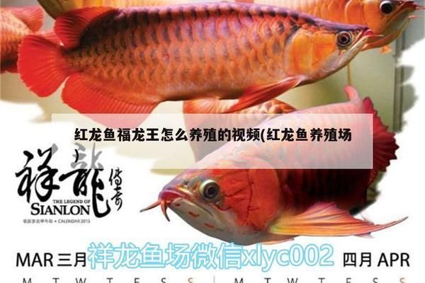 哪里能買到金龍魚魚苗呢（金龍魚魚苗可通過多種方式購買，通過多種方式購買方式）